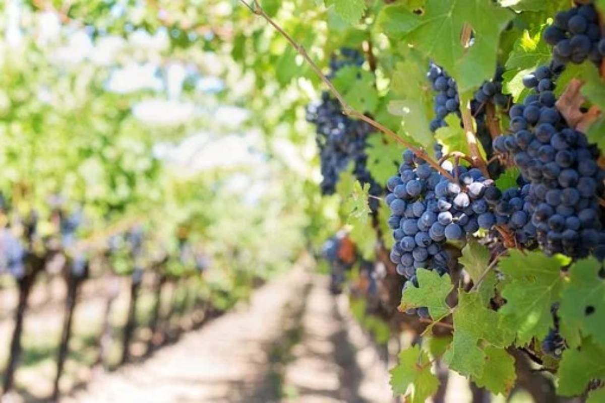 The Health Benefits of Grapes - Vitamins, Essential, and More